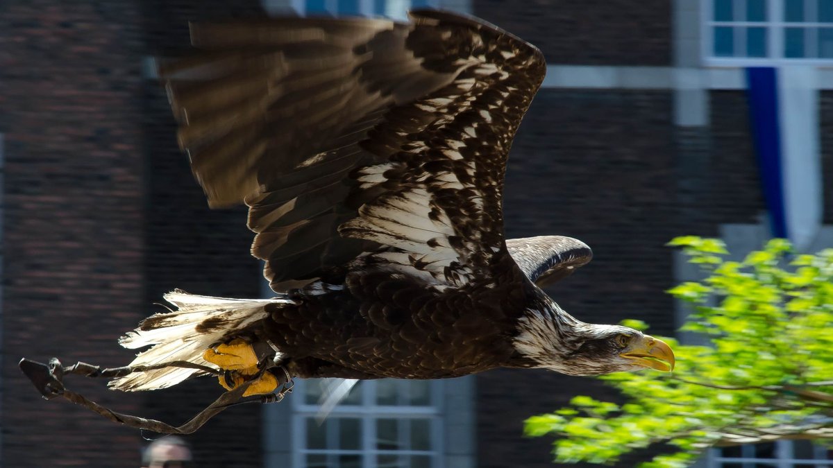 What Makes a Bald Eagle's Grip Lethal