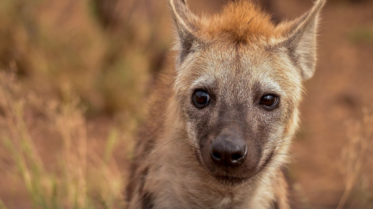 What a 1902 Zoo Cage Tells Us About Hyenas