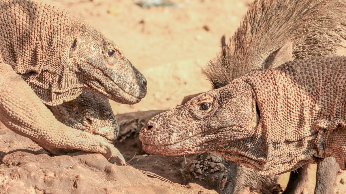 How Strong Is a Komodo Dragon Bite? Strong Enough to Crush Bone