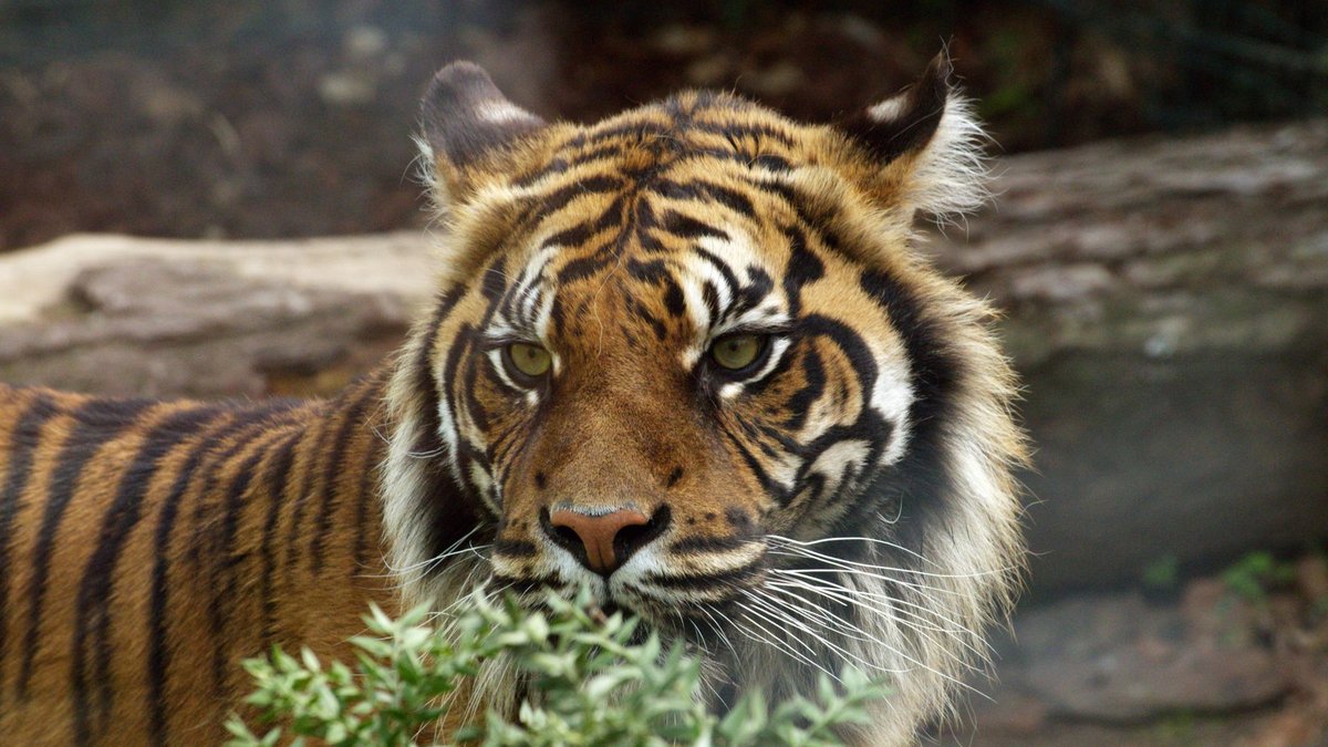 A Tiger's Bite Crushes With the Force of a Car