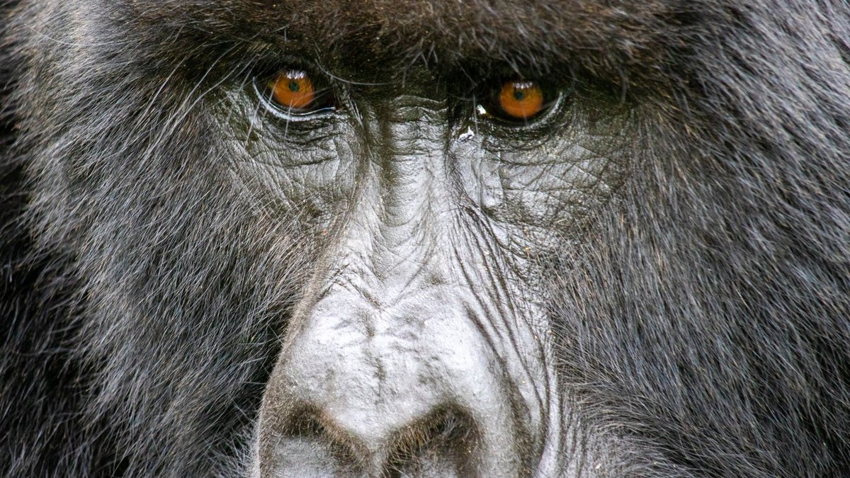 How Strong Is a Gorilla? Strong Enough to Bend Steel