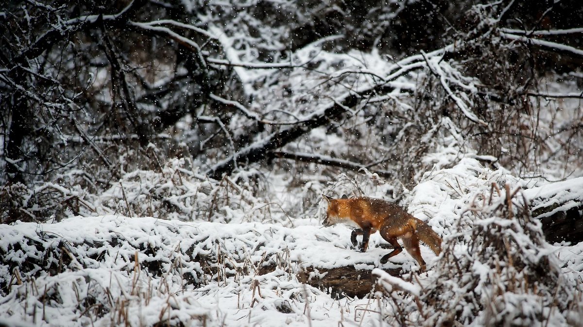 The Fox's Impossible Ears Hear a Mouse Under Snow