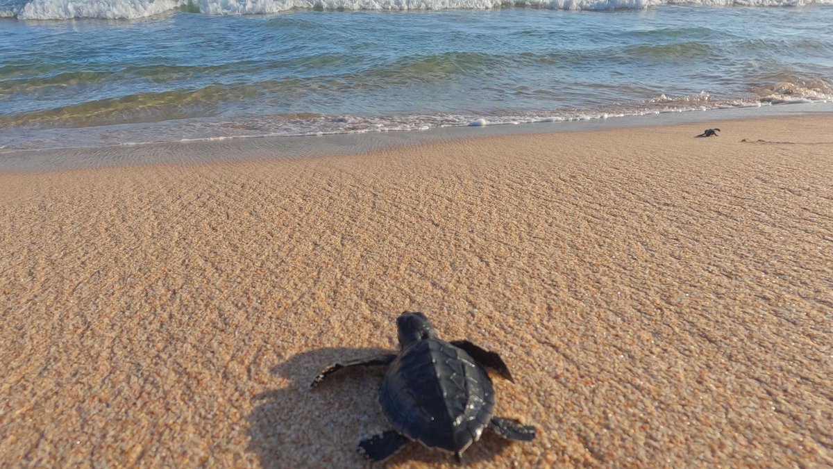 Sea Turtles Navigate Thousands of Miles With a Brain the Size of a Marble