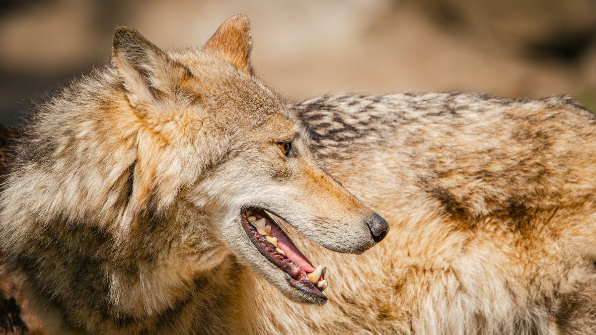 What a Wolf's Bite Force Actually Means