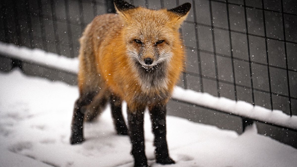 Why Foxes Hear Mice Under Snow