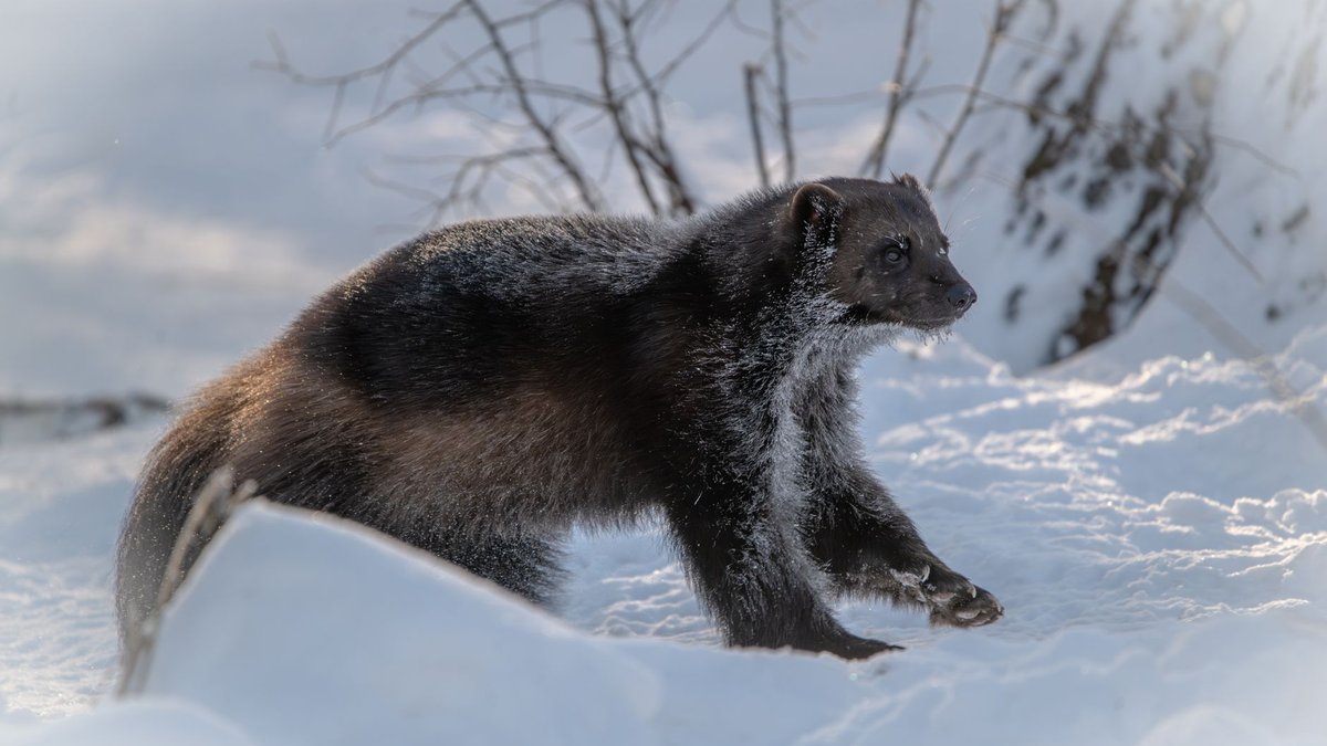 The Animal That Refuses to Lose