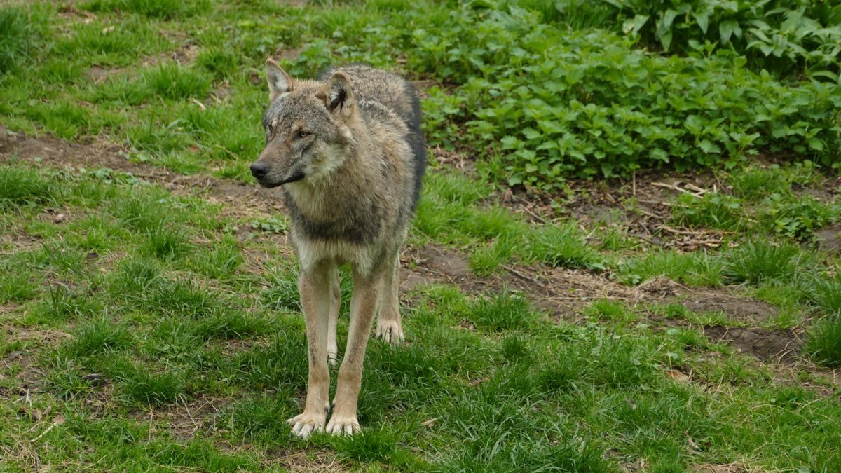 When Wolves Were Washington's Unwanted Neighbors