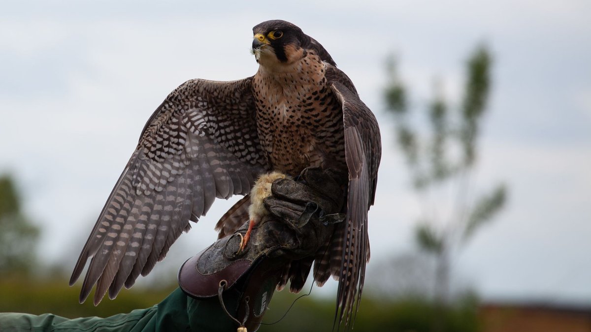 How Fast Can a Peregrine Falcon Dive? Faster Than a Formula 1 Car