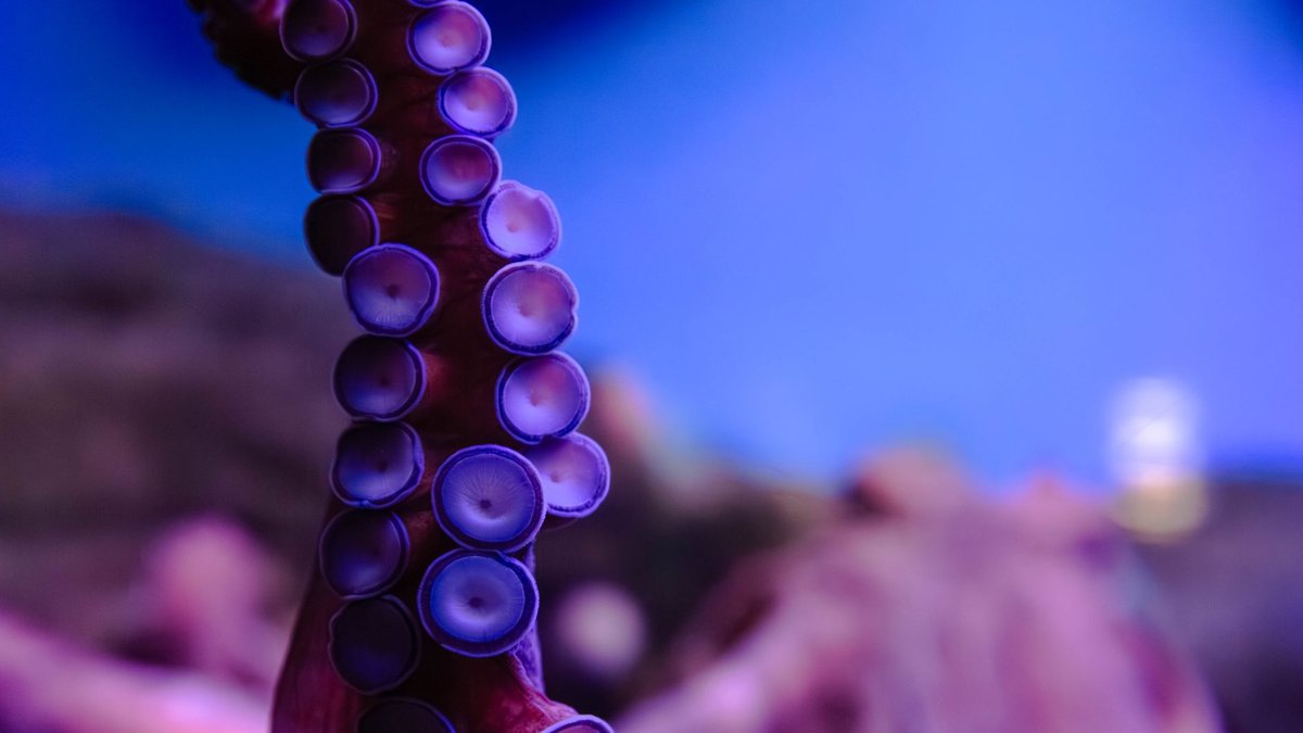 How Many Arms Does an Octopus Have? Nine Brains Worth of Control