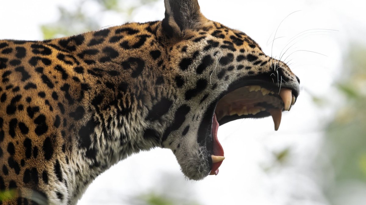 The Jaguar's Bite Crushes Bone Like Nothing