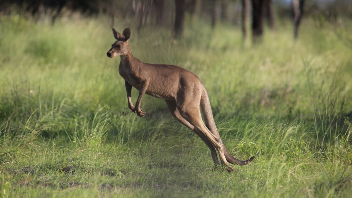 How Fast Can a Kangaroo Run? 35 Miles Per Hour